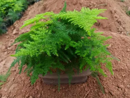 有品位的人都养这3种花，放在家里装饰效果好，观赏性也强(适合放在家里养的花)